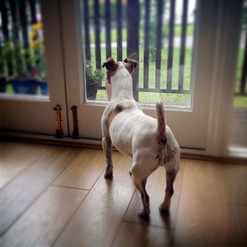 A Jack Russel Terrier waits by the door with its tail-a-waggin!