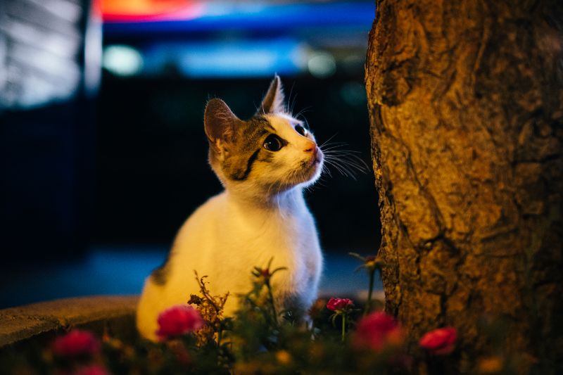 LA Cat Outside at Night
