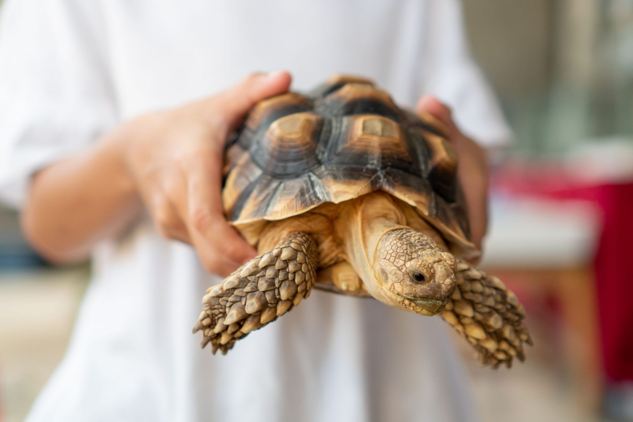 Our Guide to Pet Tortoise Care Veterinary Blog for Los Angeles