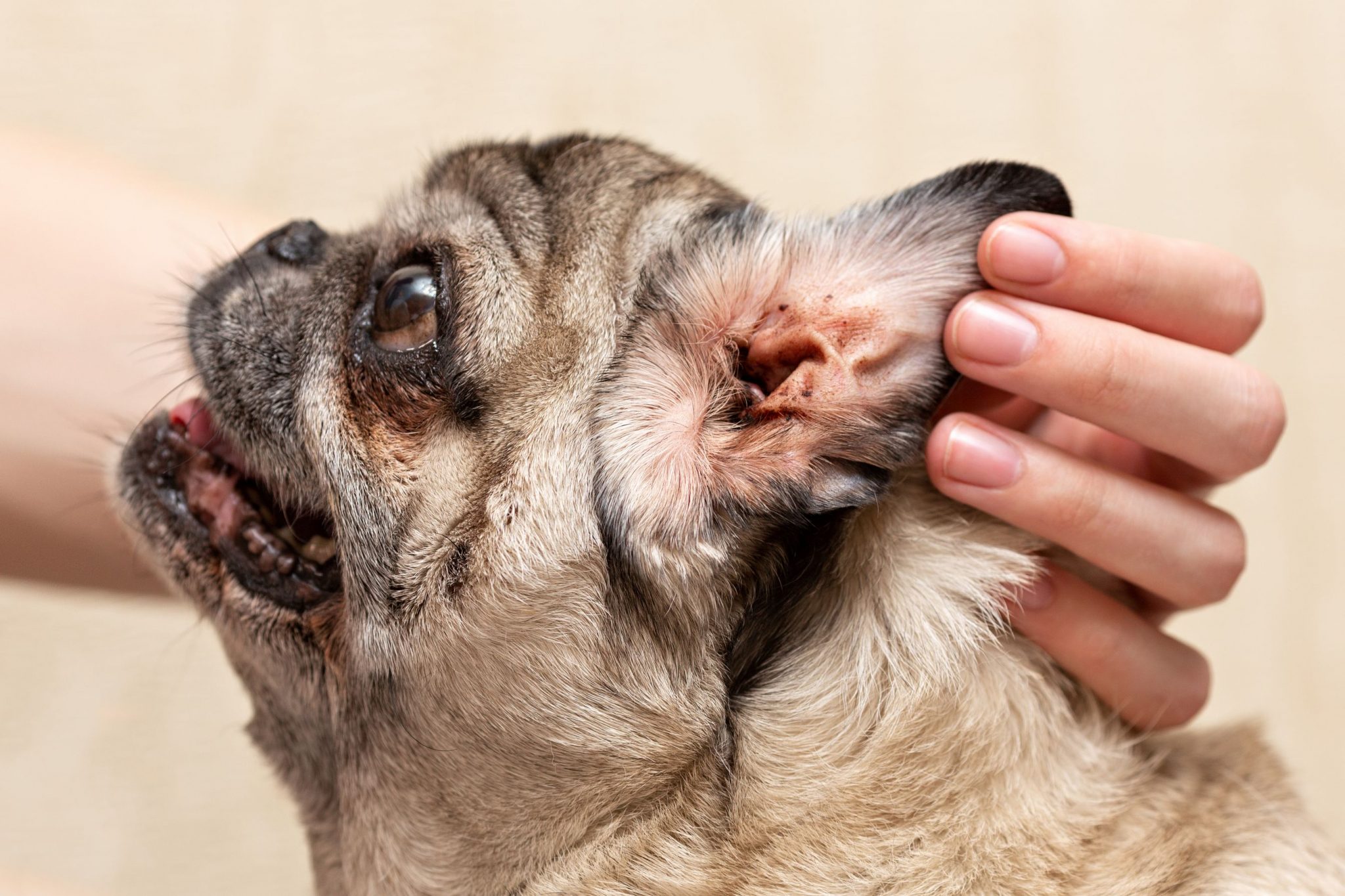 signs of ear mites in dogs Archives | Veterinary Blog for Los Angeles 