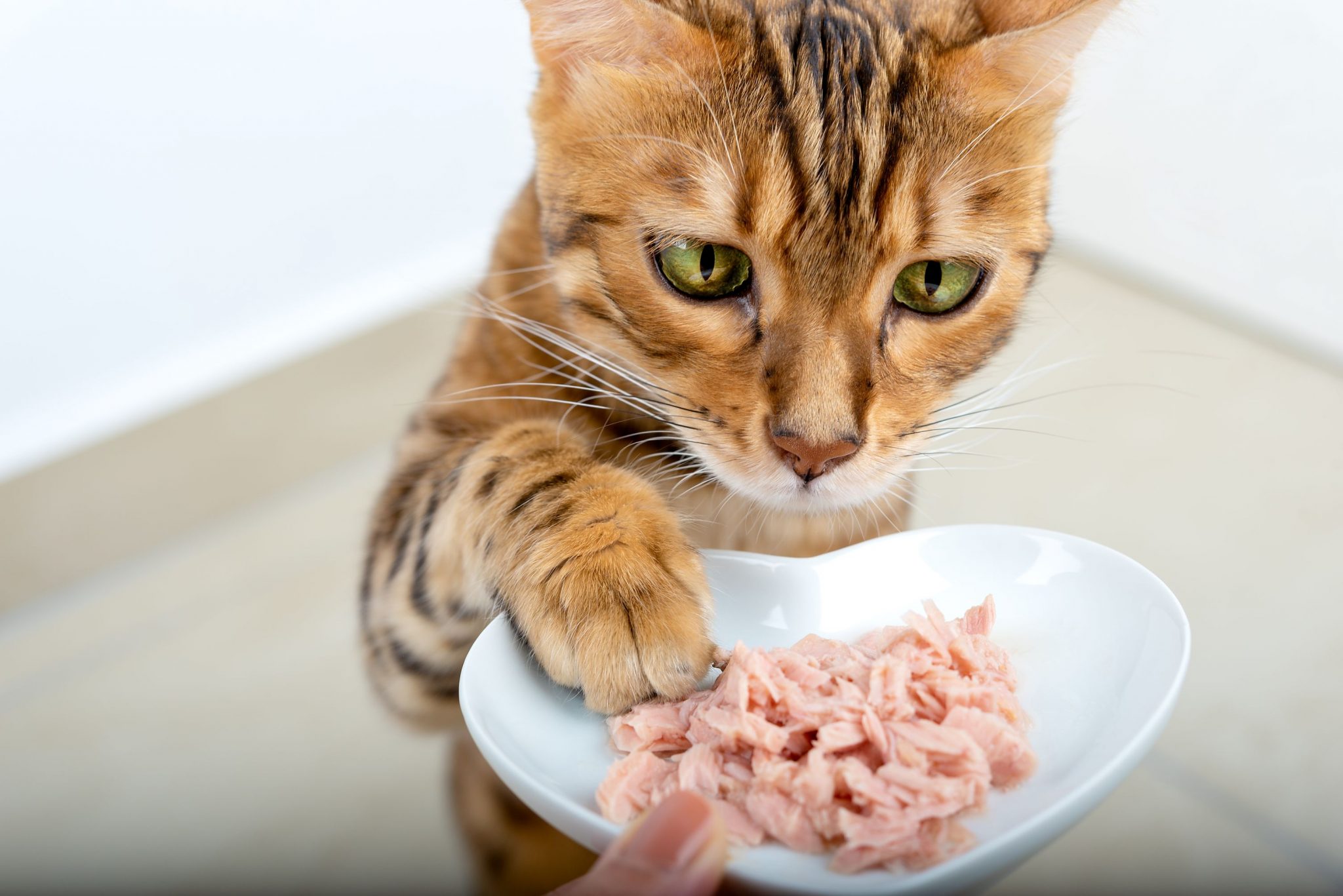 the-healthiest-cat-food-is-within-reach-veterinary-blog-for-los