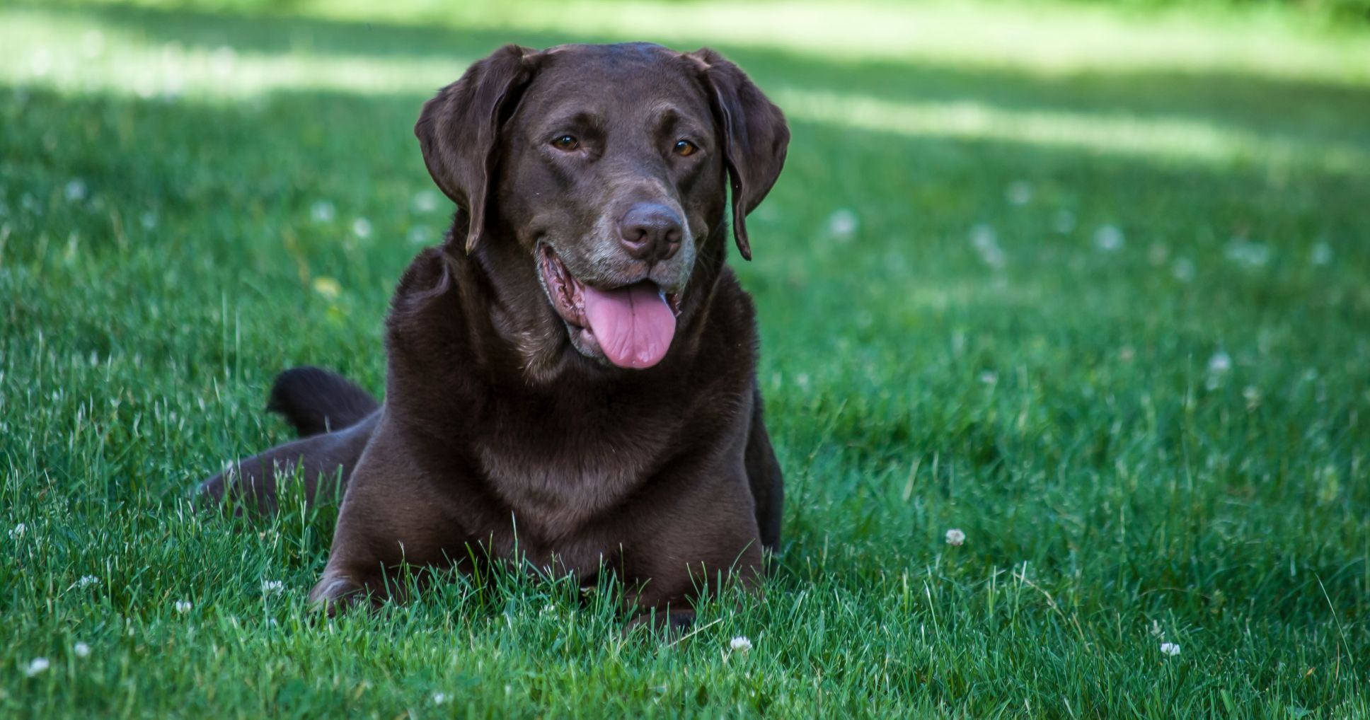 how long can dogs live with untreated heartworms