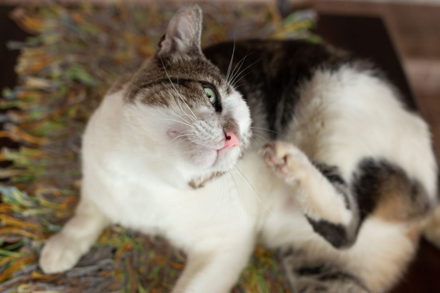 How to Spot Signs of a Flea Infestation on Your Pet | Veterinary Blog ...