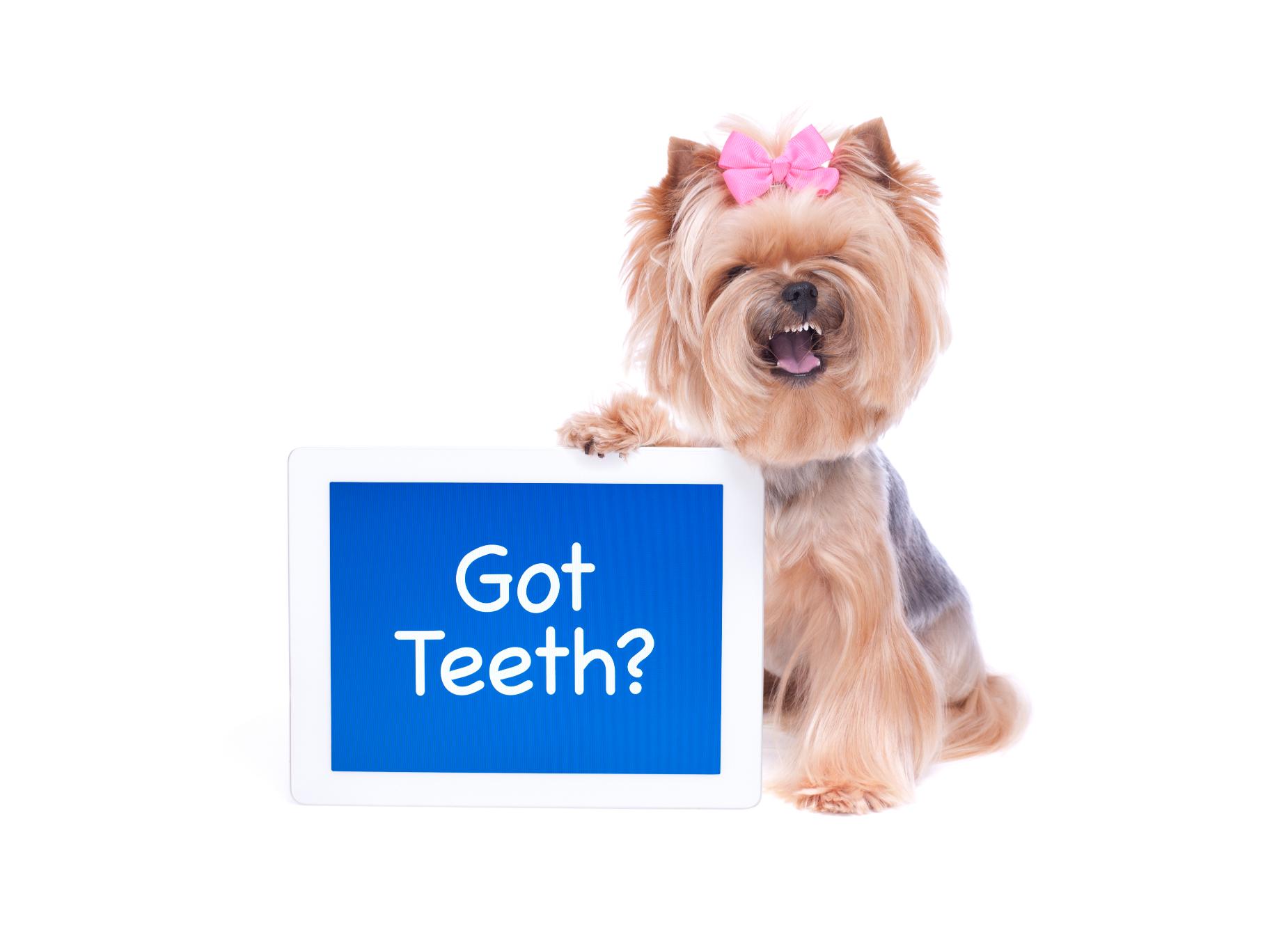 how-to-care-for-a-toothless-dog-or-cat-veterinary-blog-for-los