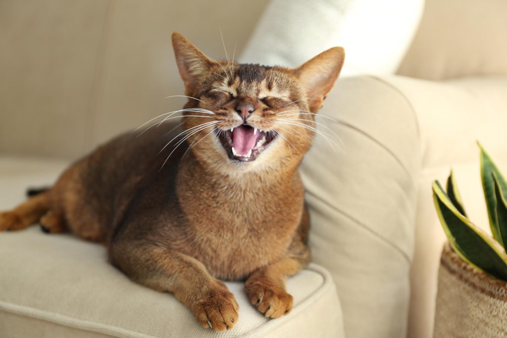 cat on couch.