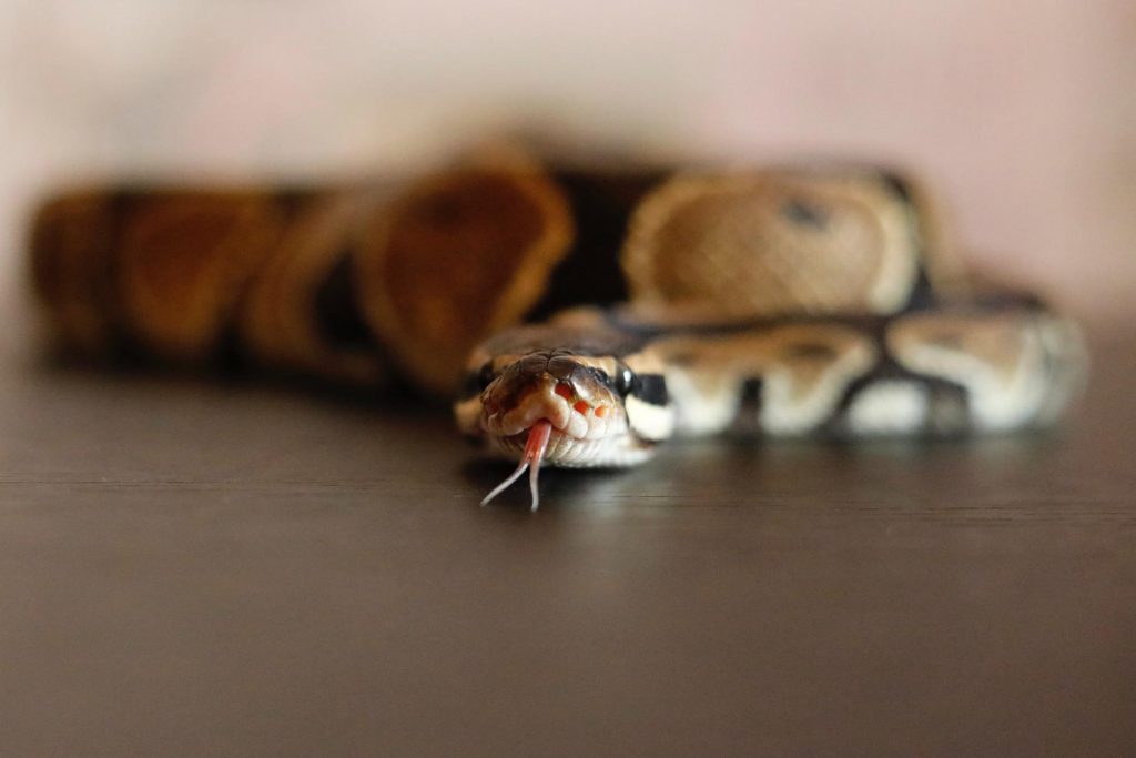 Close up shot of Pet Snake.